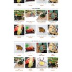 Theme wordpress đá phong thủy giá rẻ chuẩn seo